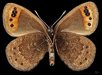 Erebia triarius mâle △[pas&nbsp;clair].