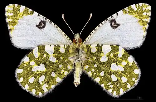 Euchloe crameri  ♀ △ MHNT
