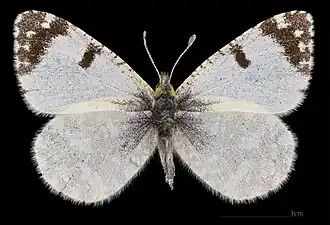 Euchloe tagis bellezina ♂  MHNT