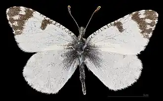 Euchloe tagis castillana ♂ MHNT