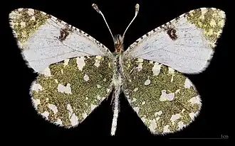 Euchloe tagis castillana ♂  △ MHNT