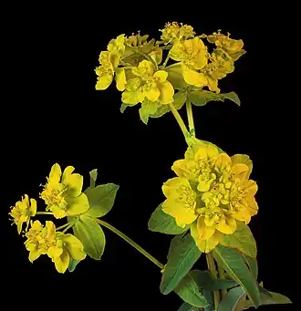 Description de l'image (MHNT) Euphorbia verrucosa - Boileau, Bouloc, Haute-Garonne, France - Inflorescences.jpg.