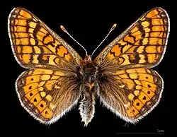 Euphydryas aurinia provincialis ♂ MHNT