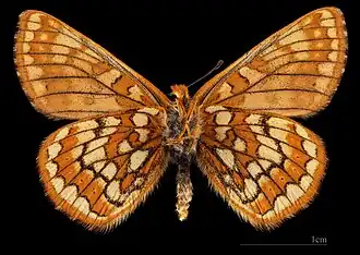 Euphydryas cynthia alpicola- femelle △