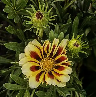 var. rigens fleur et boutons