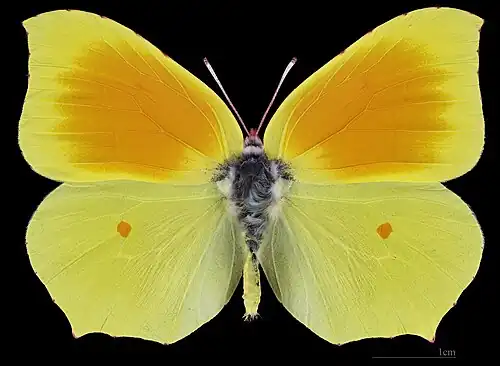 Gonepteryx cleopatra ♂  △MHNT