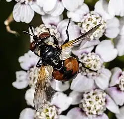 Deux Cueillerons blancs translucides bien développés à la base de l'aile.