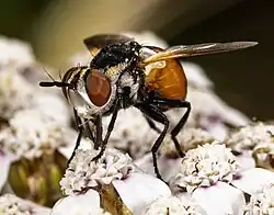 Antennes courte munie d'une arista et poils (vibrisses) se croisant au dessus des pièces bucales.