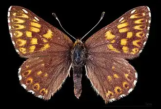 Hamearis lucina ♂  MHNT