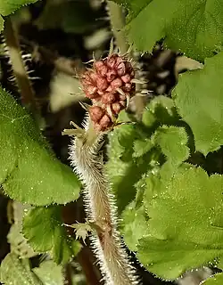 Inflorescence immature  (Heuchera sanguinea).