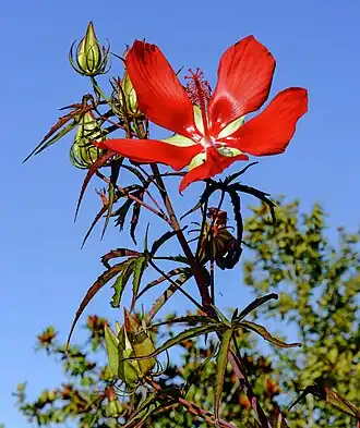 Hibiscus coccineus.
