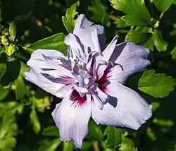 Hibiscus syriacus Pink Rose of Sharon