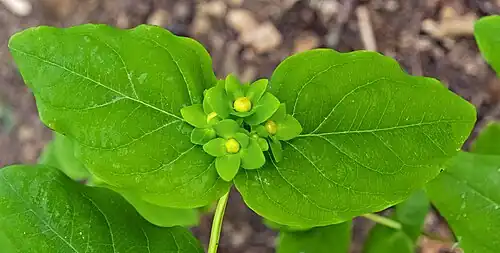 Feuilles et boutons.