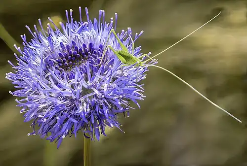 Tettigonia viridissima juvénile.
