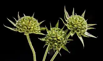 Infrutescence immature MHNT