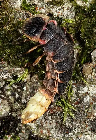 « Ver luisant », en fait une lampyre, femelle de la luciole.