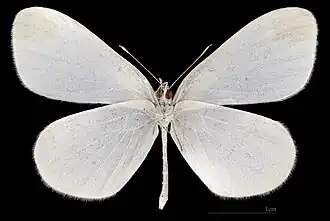 Leptidea sinapis ♂  △ MHNT