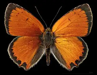 Lycaena ottomanus ♂   	MHNT