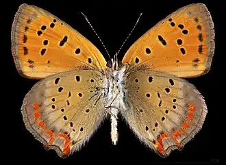 Lycaena ottomanus ♂  △