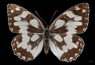 Melanargia galathea f. leucomelas ♀