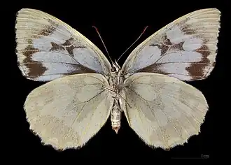 Melanargia galathea f. leucomelas ♀ △