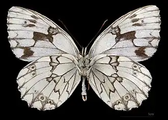 Melanargia lachesis ♂   △ MHNT