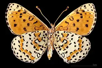 Melitaea didyma occidentalis ♀ △MHNT