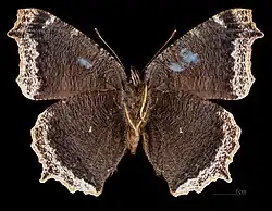 Forme aberrante, Ex larva ♂ △