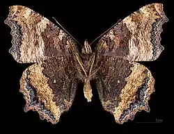 Nymphalis xanthomelas anna MHNT ♂ △