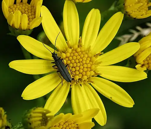 Oedemera lurida - Villeneuve-lès-Bouloc France