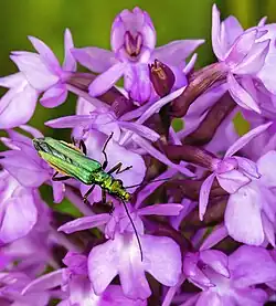 Œdémère noble ♀, buvant dans une fleur d'Anacamptis pyramidalis