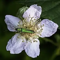 Œdémère noble ♀, sur Rubus ulmifolius