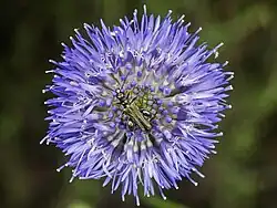 Un mâle, sur Jasione montana.