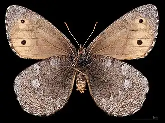 Oeneis jutta jutta ♂  △  MHNT