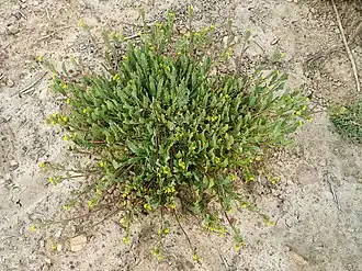 Description de cette image, également commentée ci-après