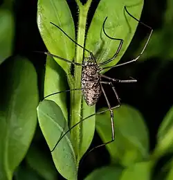 Femelle sur Buxus sempervirens