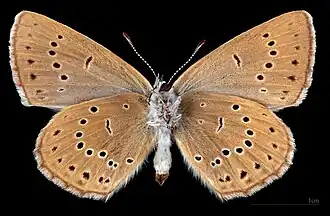 Phengaris t. teleius ♀ △