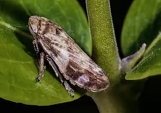 Description de cette image, également commentée ci-après