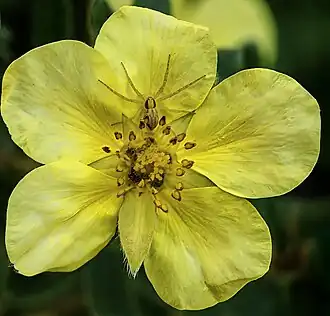 Philodromus cespitum sur Dasiphora fruticosa