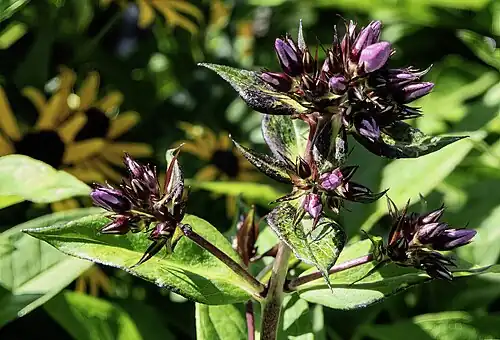 Phlox paniculata 'famous light purple' - inflorescences immatures