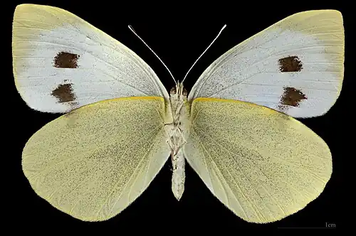 Pieris brassicae  ♀ △