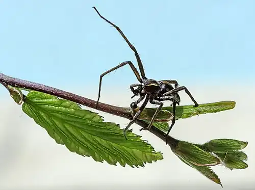 Pisaura mirabilis Mâle