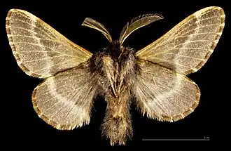 Poecilocampa populi f. semova ventral MHNT