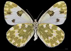 Pontia daplidice ♀  △ MHNT