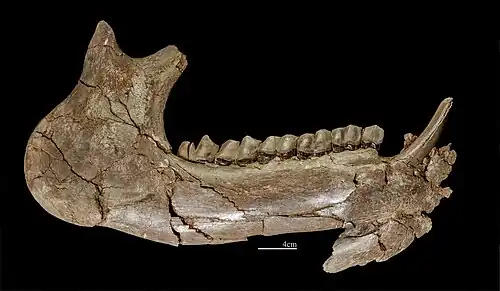 Prosantorhinus douvillei Hémimandibule droite  MHNT
