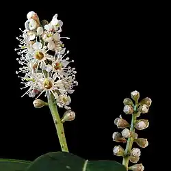Inflorescences MHNT.
