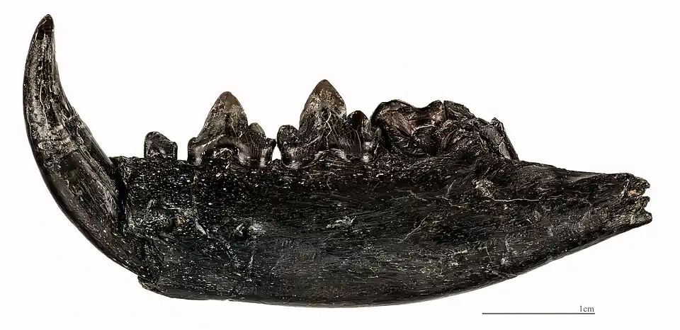 Pseudaelurus turnauensis Hémimandibule gauche