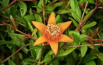 Fleur mâle de grenadier.