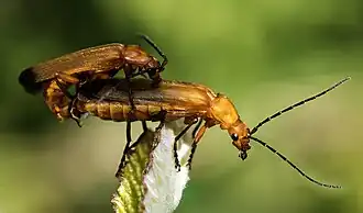 S'accouplant sur Ronce à feuilles d'Orme.