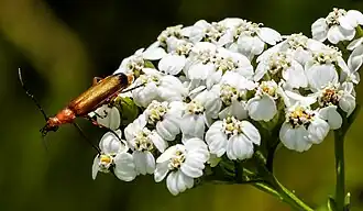Sur une Achillée millefeuille.
